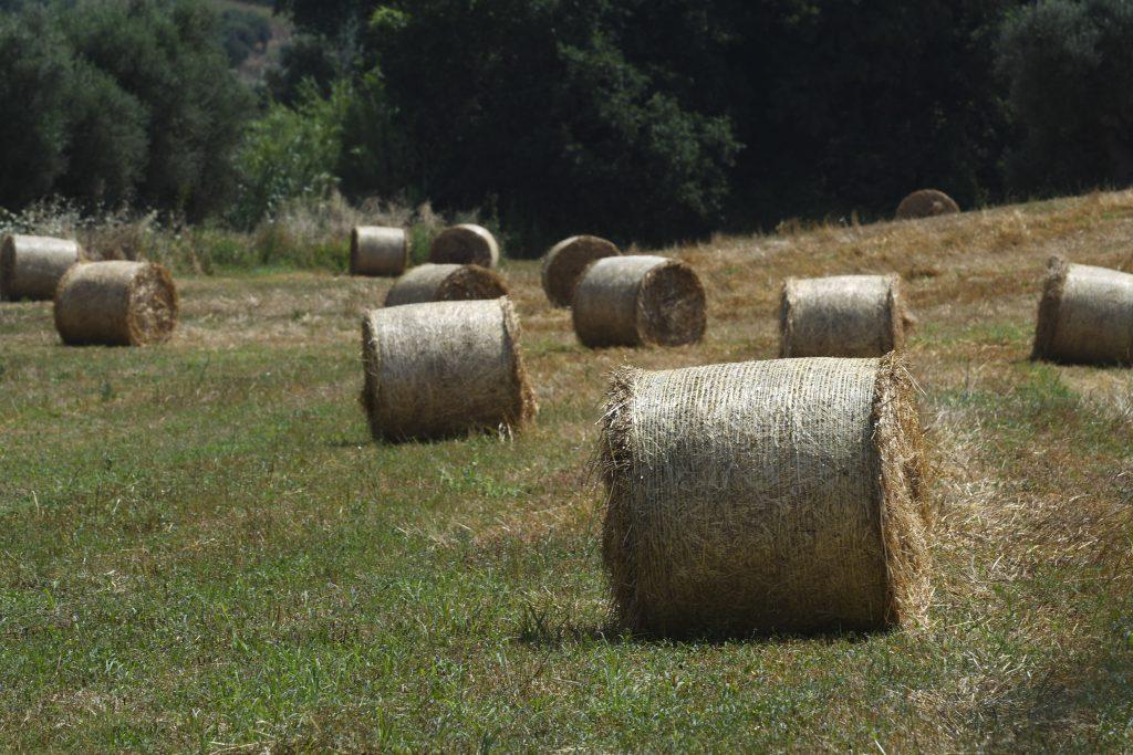 Ποιος ελληνικός δήμος πλήρωσε 5.981,76 ευρώ για να αγοράσει… σανό;