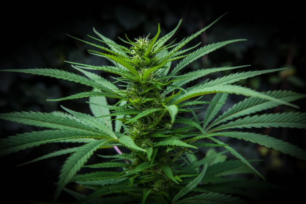 O OHE αφαίρεσε την κάνναβη από τη λίστα των πιο επικίνδυνων ναρκωτικών