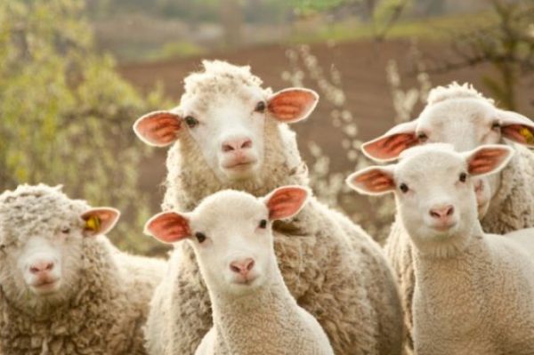 Πρόγραμμα για τη βελτίωση των συνθηκών κτηνοτροφικής παραγωγής