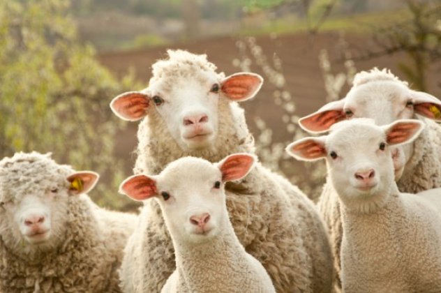 Πρόγραμμα για τη βελτίωση των συνθηκών κτηνοτροφικής παραγωγής