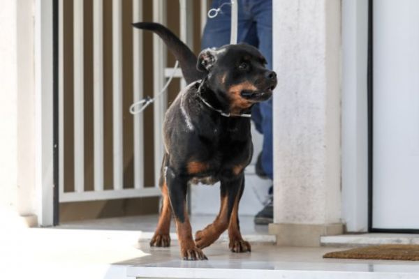 Βόλος: Επίθεση από σκύλο δέχθηκε 20χρονος στην προσπάθειά του να σώσει το σκυλάκι του