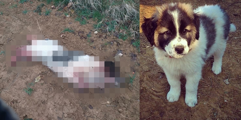 Σουφλί : Επνιξαν και κρέμασαν τον σκύλο στελέχους του δήμου τη μέρα της πρόσληψής του