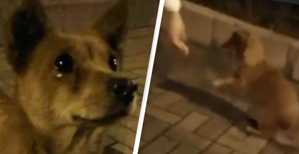 Κίνα : Το μικρό σκυλάκι που ξετρελάθηκε από την χαρά του όταν τον τάισαν