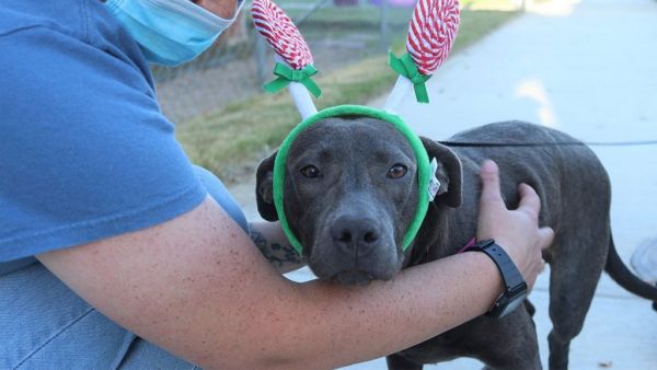 Χτυπήθηκε από αυτοκίνητο και δεκάδες σκάγια-Τώρα το σκυλάκι ζει ευτυχισμένο με την νέα του οικογένεια