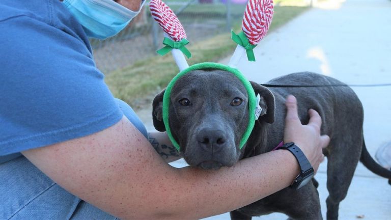 Χτυπήθηκε από αυτοκίνητο και δεκάδες σκάγια-Τώρα το σκυλάκι ζει ευτυχισμένο με την νέα του οικογένεια
