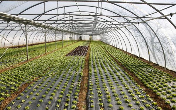 Θερμοκήπια : Ο τύπος και οι τεχνικές προδιαγραφές για την κατασκευή τους