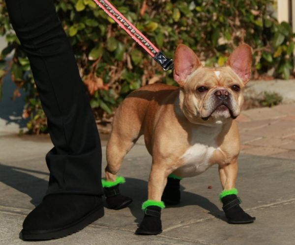 H UGG παρουσιάζει τις δικές της μπότες για σκύλους
