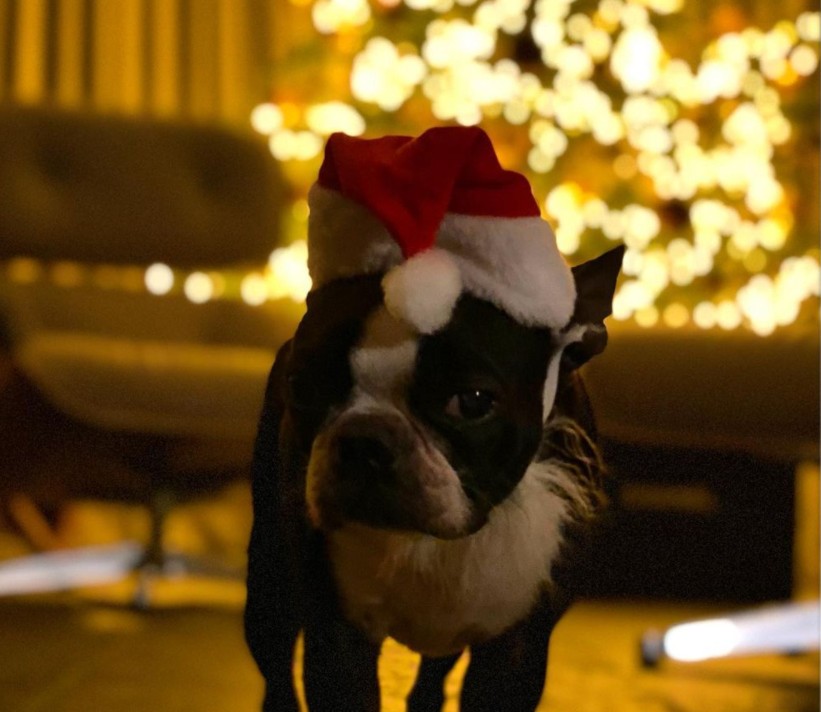 «Raise the Woof» : Το πρώτο χριστουγεννιάτικο τραγούδι για σκύλους
