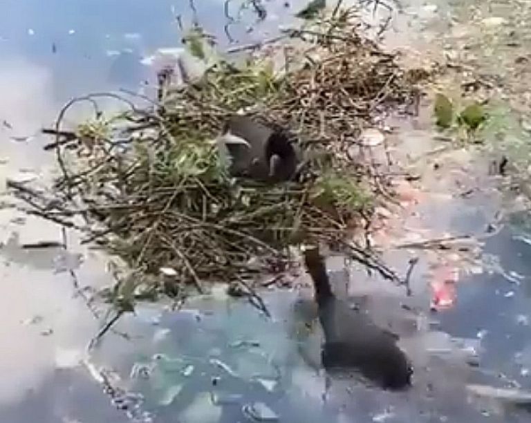 Ινδία : Μικρό αγόρι και πάπια φτιάχνουν μαζί τη φωλιά της