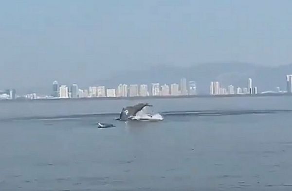 Ινδία : Δελφίνια καταγράφηκαν να κολυμπούν «χορεύοντας» σε ακτή – Βίντεο