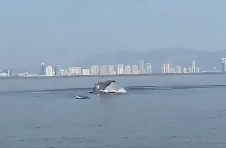 Ινδία : Δελφίνια καταγράφηκαν να κολυμπούν «χορεύοντας» σε ακτή – Βίντεο