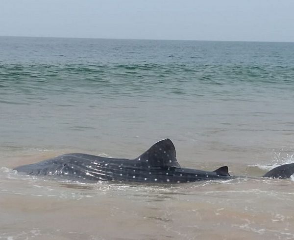 Ινδία : Σπάνιος φαλαινοκαρχαρίας σώθηκε με τη βοήθεια των κατοίκων της περιοχής