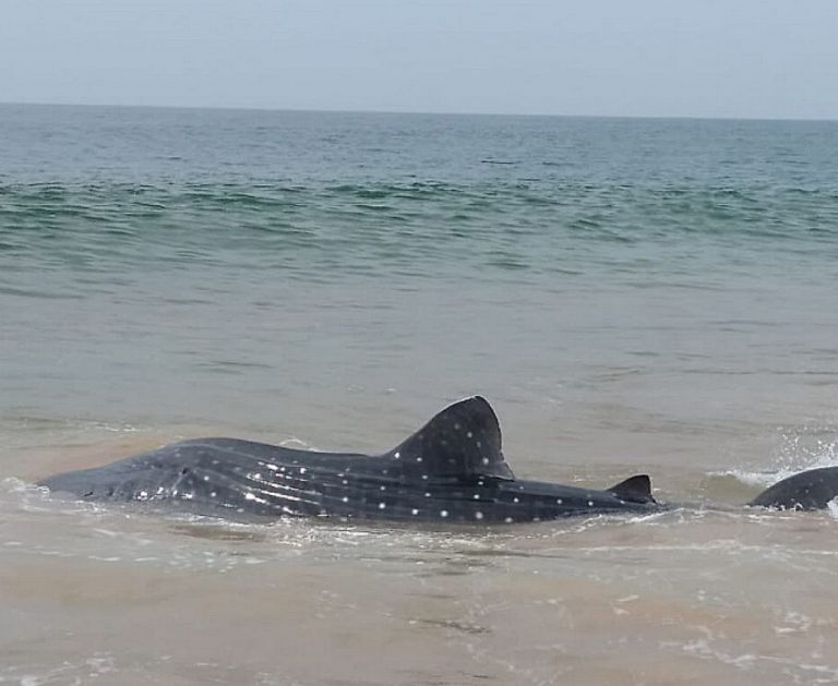 Ινδία : Σπάνιος φαλαινοκαρχαρίας σώθηκε με τη βοήθεια των κατοίκων της περιοχής