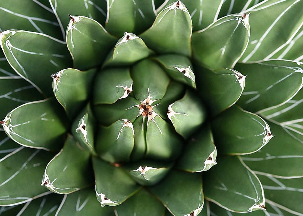 Σιρόπι αγαύης : Τα οφέλη του όταν προστεθεί στην καθημερινότητά μας