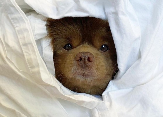 Το σκυλάκι που μοιάζει με αρκουδάκι... έχει ξετρελάνει το Instagram