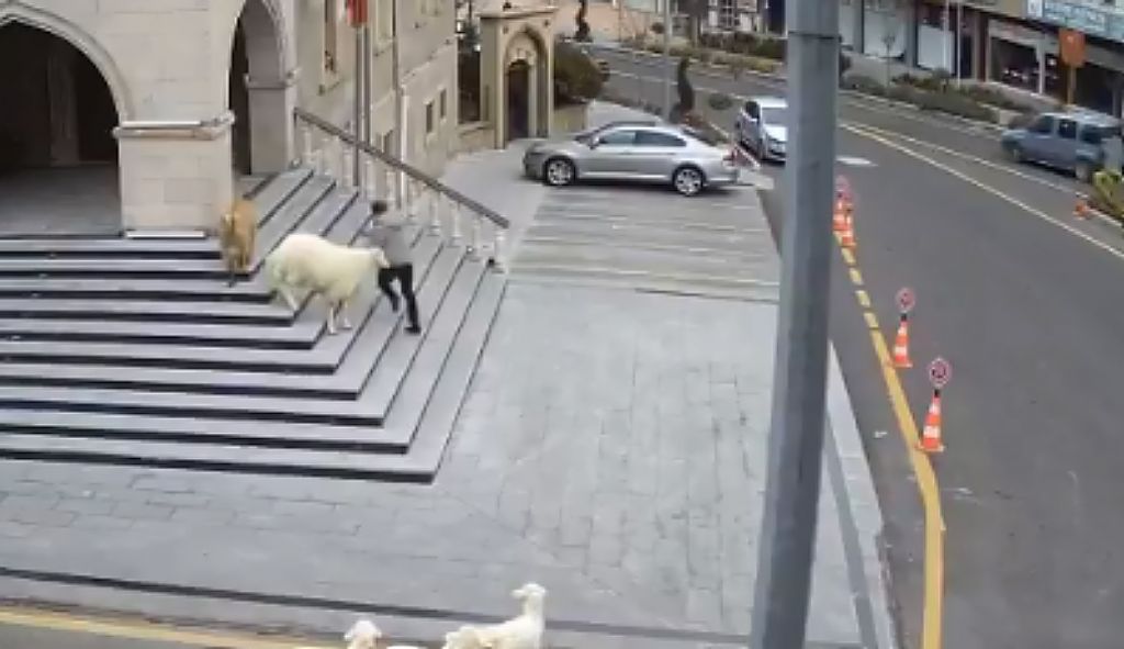 Τουρκία : Ένα κοπάδι διαφορετικών ζώων κυνηγά πολίτες