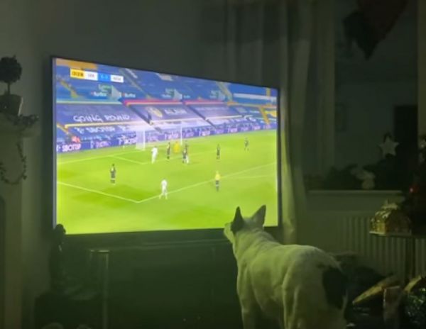 Leeds United : Η ομάδα που σκόραρε και έκανε ένα σκυλί να αντιδράσει φανατικά – Βίντεο