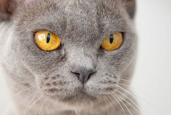 Γάτες : Αυτό το κανάλι στο YouTube έχει άπειρα χιουμοριστικά βίντεο με το αγαπημένο μας κατοικίδιο