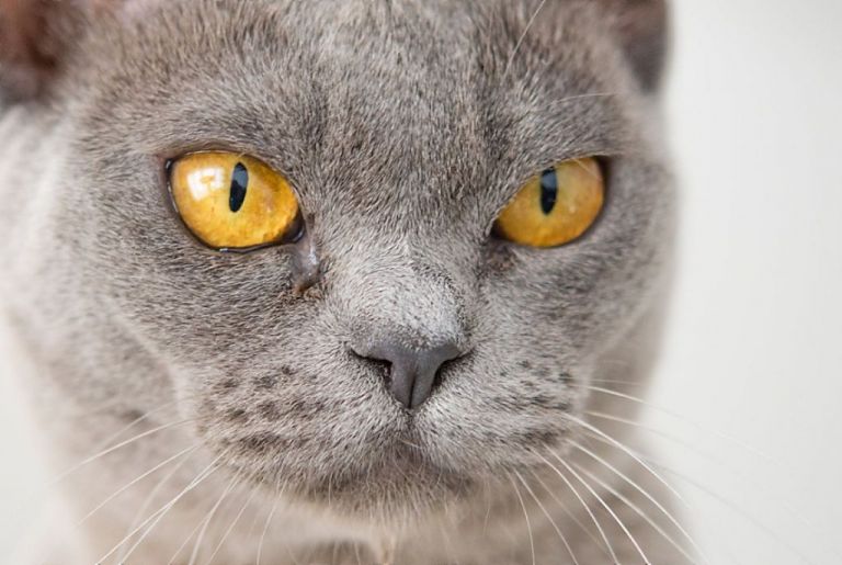 Γάτες : Αυτό το κανάλι στο YouTube έχει άπειρα χιουμοριστικά βίντεο με το αγαπημένο μας κατοικίδιο