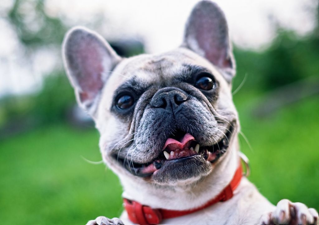 Κατοικίδια και ασφάλιση : Πότε είναι απαραίτητη και ποια τα οφέλη της ;