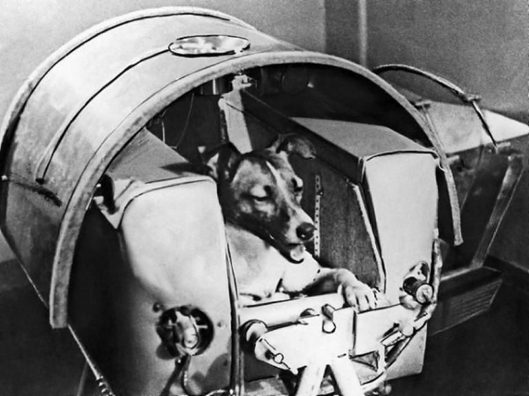 Ποια ήταν τα πιο γνωστά σκυλιά που «έγραψαν ιστορία» παγκοσμίως