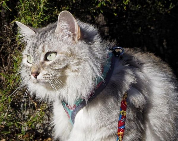 Σιβηρία : Η πατρίδα μιας από τις πιο όμορφες γάτες του πλανήτη