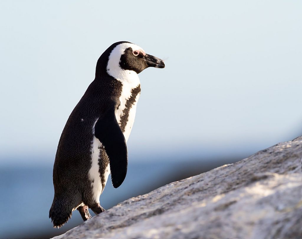 Αυτός ο πιγκουίνος είναι ο πιο αξιολάτρευτος που είδες ποτέ