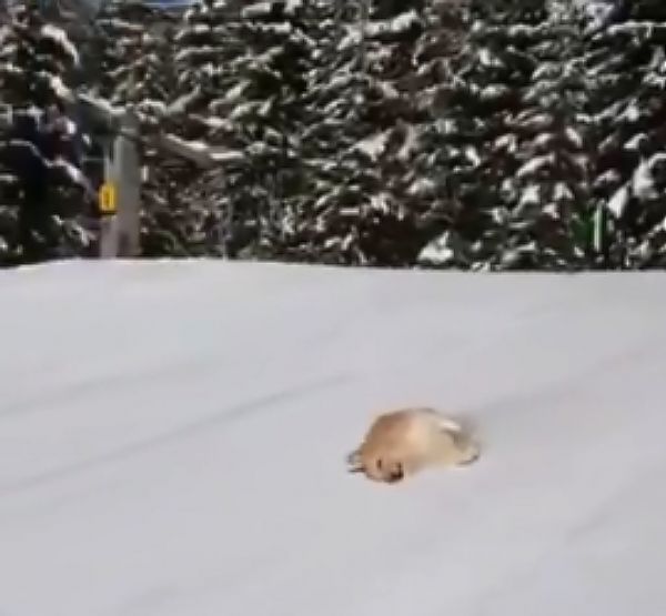 Αυτό το αξιολάτρευτο σκυλί παίζει τρισευτυχισμένο με το χιόνι και κάνει…σκι