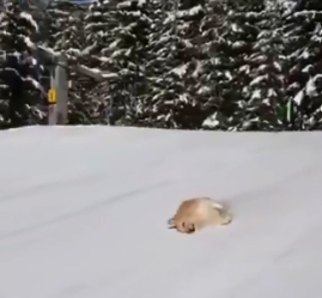 Αυτό το αξιολάτρευτο σκυλί παίζει τρισευτυχισμένο με το χιόνι και κάνει...σκι