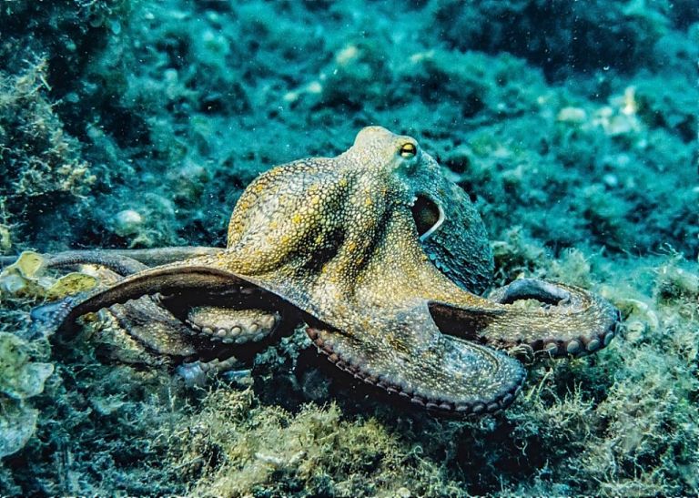 Χταπόδι : Ερευνητής αποδεικνύει ότι ρίχνει μπουνιά αν νευριάσει