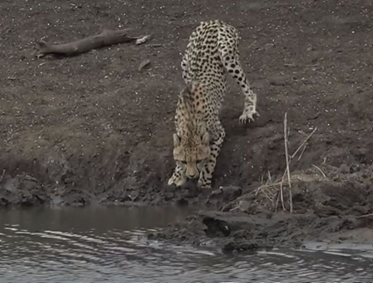 Άγρια φύση : Κροκόδειλος άρπαξε τσιτάχ την ώρα που έπινε νερό