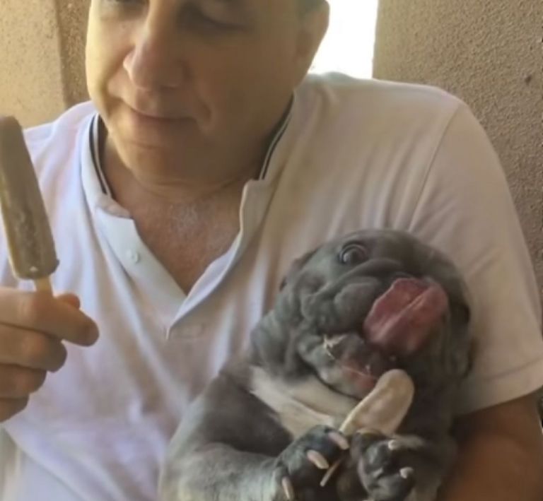 Σκύλος : Ο «φίλος» του ανθρώπου που μπορεί να τον συνοδεύει μέχρι και στο φαγητό – Βίντεο