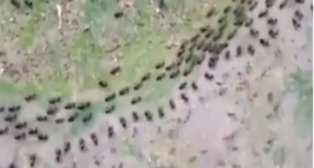Βίντεο : Μονοπάτι τερμιτών τρέχει παράλληλα με ένα μυρμηγκιών και συμβαίνει κάτι απίστευτο