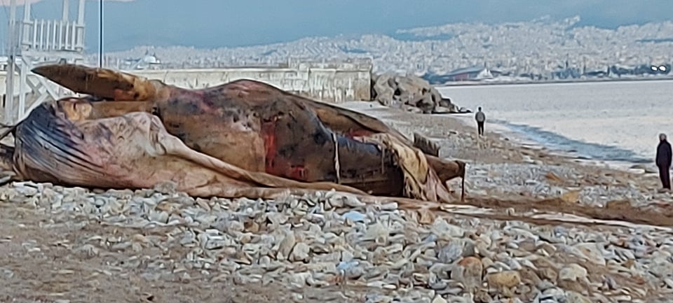 Απίστευτες εικόνες: Νεκρή φάλαινα ξεβράστηκε στον Πειραιά