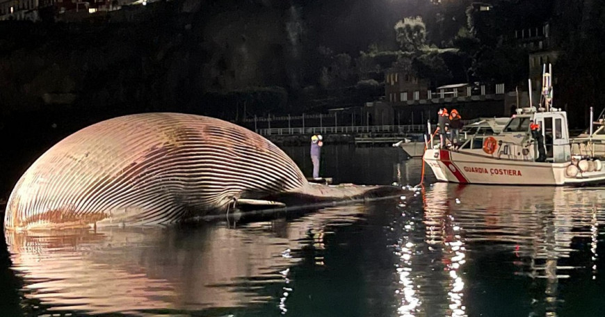 Ιταλία : Βρέθηκε νεκρή μια από τις μεγαλύτερες φάλαινες που έχουν εντοπιστεί ποτέ στη Μεσόγειο