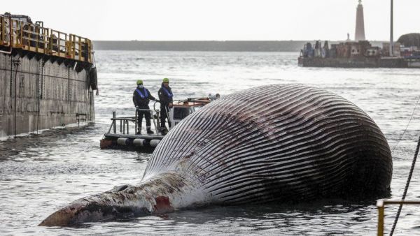 Italia: Trovata morta una delle balene più grandi mai trovate nel Mediterraneo