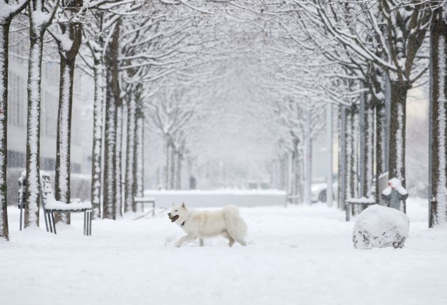 Ελβετία: Είχαν θαφτεί κάτω από χιονοστιβάδα και σώθηκαν χάρη στους σκύλους τους