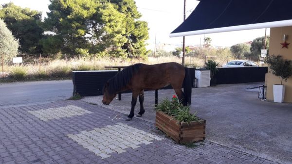 Απίστευτο: Ένα άλογο τριγυρνά ελεύθερο στο Λουτράκι