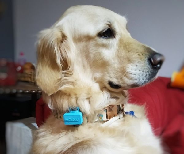 Οι περιπέτειες του έξυπνου κολάρου για κατοικίδια