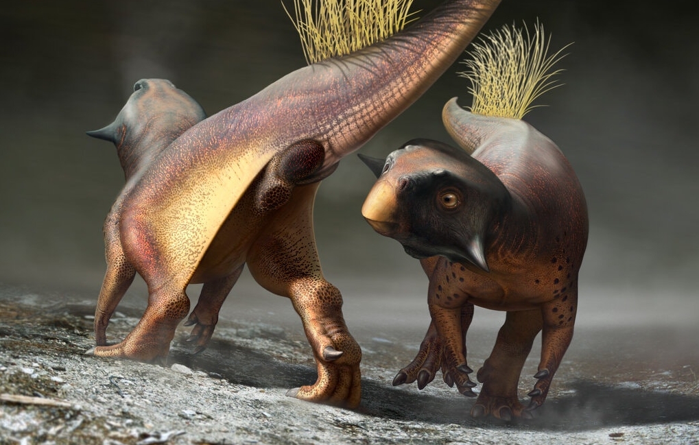 Ο πολυχρηστικός πισινός των δεινοσαύρων επιτέλους αποκαλύπτεται