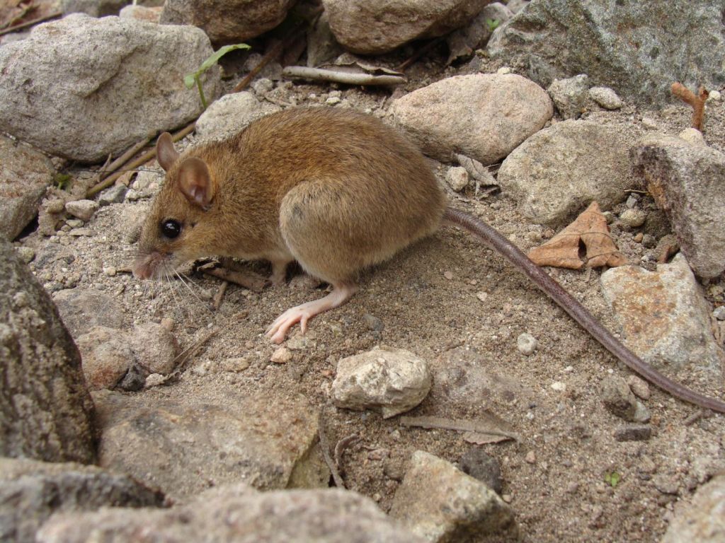 Ο επιζών: Το ποντίκι που γλίτωσε από την έκρηξη του Πινατούμπο
