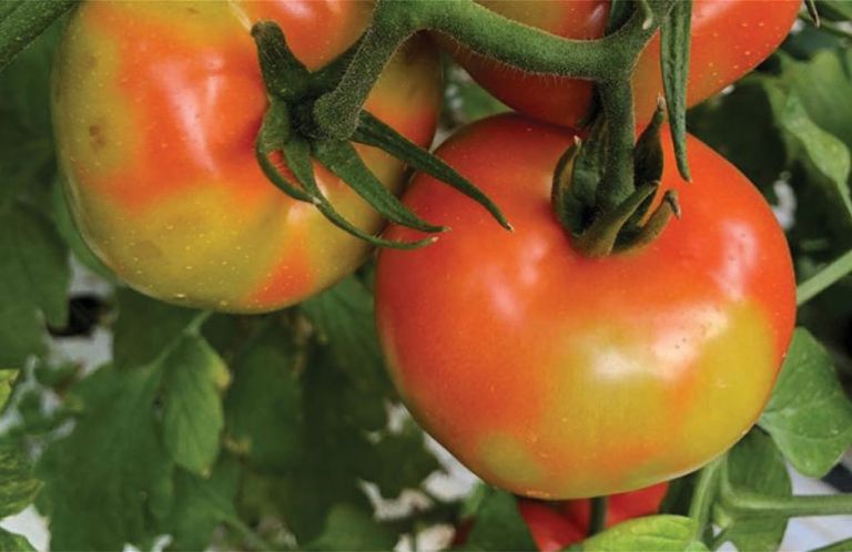 Πρόληψη για τον ιό της καστανής ρυτίδωσης των καρπών τομάτας