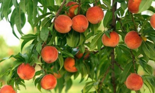 Ροδακινιά: Ανθεκτικότητα της πράσινης αφίδας σε εντομοκτόνα