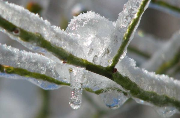 Δέντρα : Προστασία από τον παγετό – Όσα πρέπει να γνωρίζουν οι παραγωγοί