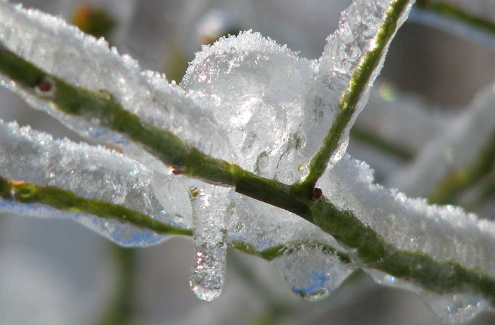 Δέντρα : Προστασία από τον παγετό – Όσα πρέπει να γνωρίζουν οι παραγωγοί