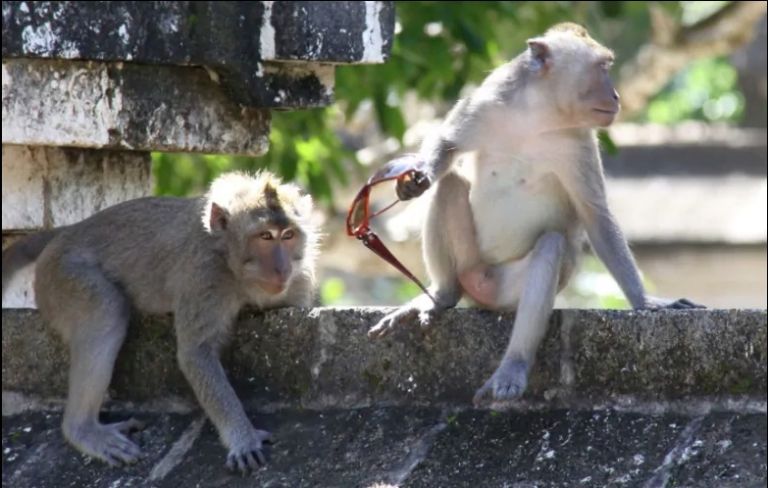 Οι μακάκοι της Ινδονησίας ξέρουν πώς να εκβιάζουν τους τουρίστες