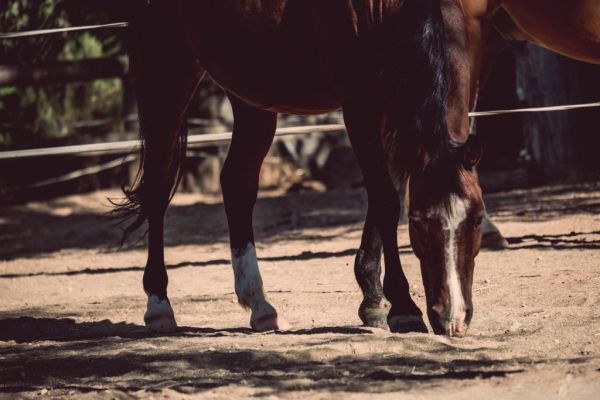 Θεραπευτική Ιππασία : «Δαμάζοντας» την αναπηρία μέσω των αλόγων
