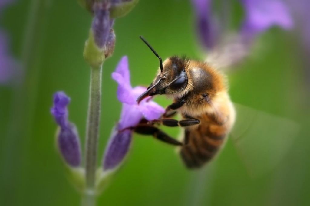 To ITE αναπτύσσει επιλεκτικά εντομοκτόνα χωρίς επιπτώσεις στις μέλισσες