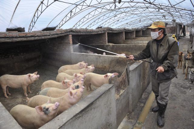 Συναγερμός σε Ξάνθη και Ροδόπη λόγω της αφρικάνικης πανώλης των χοίρων – Θα επιτρέπεται το κυνήγι