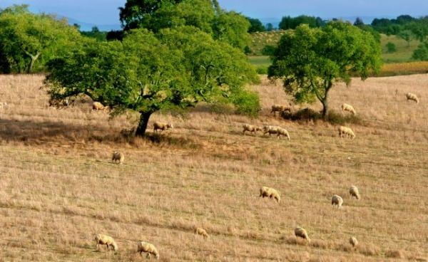 Αιτήσεις χωροταξικής ανακατανομής βοσκοτόπων για το 2021